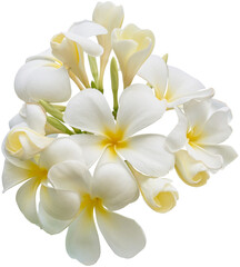 Delicate white plumeria flower with a yellow center, symbolizing beauty and serenity.