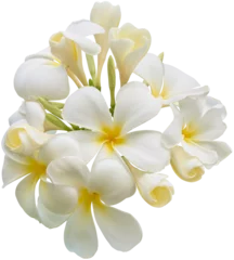  Delicate white plumeria flower with a yellow center, symbolizing beauty and serenity. © Ammak