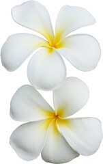 Fototapeta premium Delicate white plumeria flower with a yellow center, symbolizing beauty and serenity.