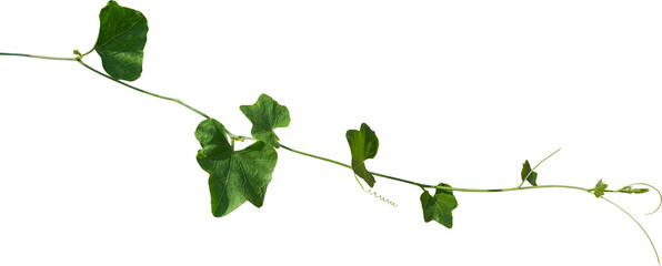 Green vine and leaves, stretching elegantly. This climbing plant thrives in nature.