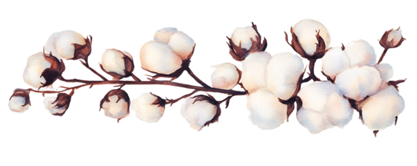 A branch cotton, delicately painted in watercolor, isolated on a transparent background.