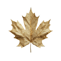 Fototapeta premium Png of A stunning golden maple leaf, showcasing its intricate veins and textures against a sleek black background.