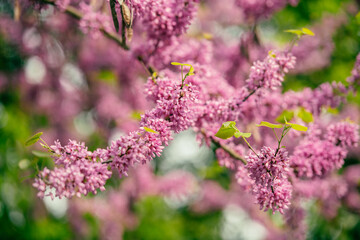 Chinese Redbud in spring