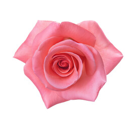  Rose of  pink color isolated on white background. Selective focus.