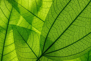 Obraz premium Detailed Close-Up of Green Leaves with Intricate Vein Patterns