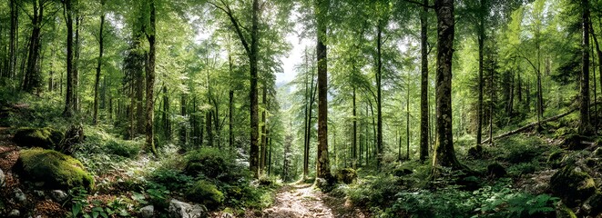 Obraz premium Into the Woods: An enchanting pathway winds its way through a dense, verdant forest, dappled sunlight filtering through the towering trees and casting intriguing shadows on the leafy ground.