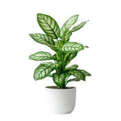 Elegant houseplant in white pot against a minimalist white background, Houseplant in pot. white background