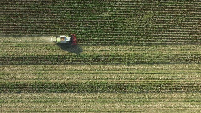 Above top view, over agricultural harvester as cutting and harvesting mature undeveloped corn on farm fields, cornfield with low yield stunted plants is consequence of a drought.