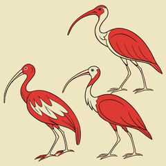set of red ibis in minimalistic style vector