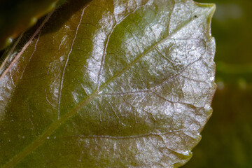 Macro photo of a green leaf with shiny surface and detailed