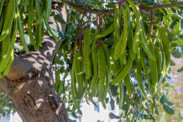 Carob tree , fresh green carob berries carob healthy food, Ceratonia siliqua (carob)