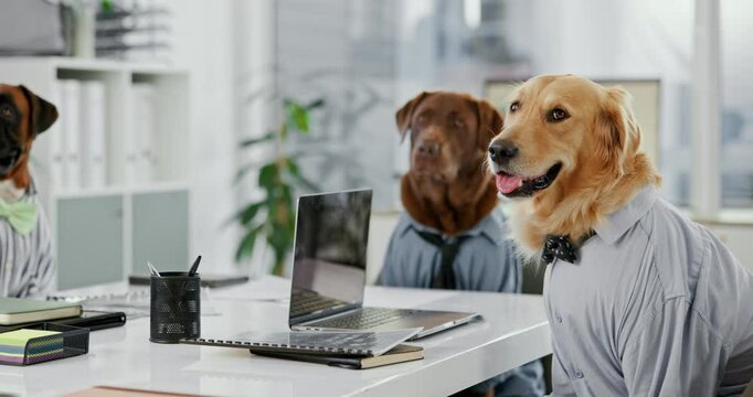 Dog, business and working with telemarketing, customer service and yawn with comic costume. Funny, Golden Retriever and cosplay in an office with worker of animal consultant with pet in workplace