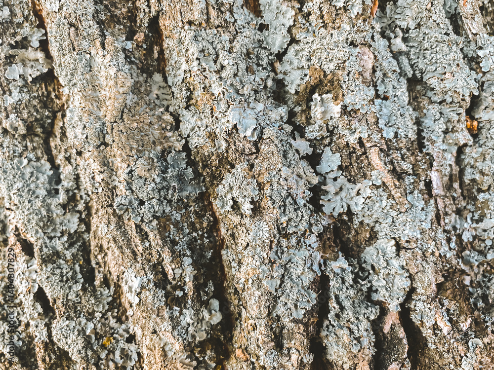 Poster the bark of a tree is covered in a layer of moss