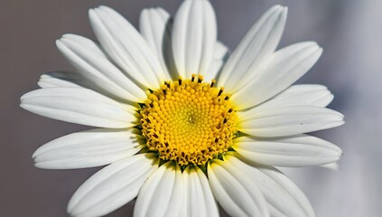 White daisy flower close-up