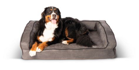 bernese mountain dog sitting in front on transparent background