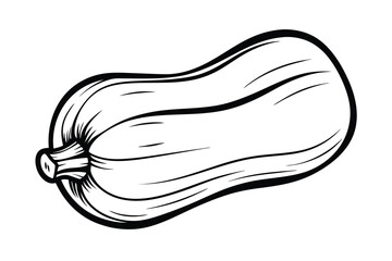 Butternut Squash Vector Illustration Black And White Outline Single Vegetable Graphic Element Isolated On White Background