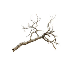Fototapeta premium Isolated Dry Branch with Twigs - Nature Element for Design