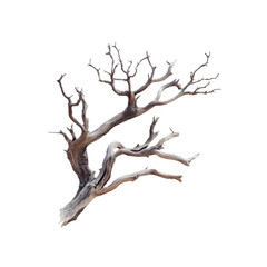 Fototapeta premium Intricate Dried Branch Isolated onTransparent background - Nature's Abstract Art