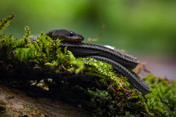 Xenodermus javanicus, also known as the dragon snake