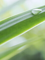 若葉と滴(水滴)