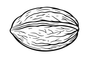 Single Walnut Vector Illustration Shell And Kernel Design Isolated On White Background Detailed Line Art Monochrome Style Healthy Nut Food