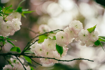 cherry blossom in spring
