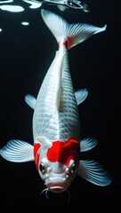 Koi fish viewed from the top