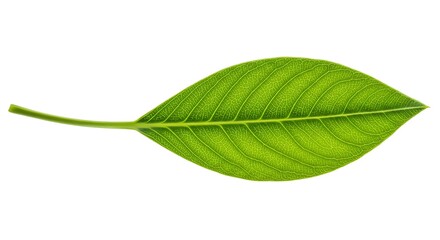 Emerald Vein: A Single Leaf's Story AI Generated