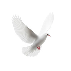 Obraz premium Dove symbolizing freedom and peace soaring against a Transparent background in an elegant flight, dove freedom peace symbol isolated on White background