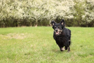 A black dog runs in a meadow. In the background are blooming trees.
