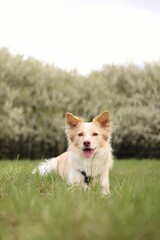 A light dog lies in a meadow. In the background are blooming trees.