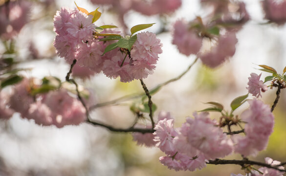 pink cherry blossom in spring
