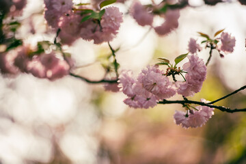 cherry blossom in spring