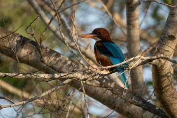 A White Throated Kingfisher