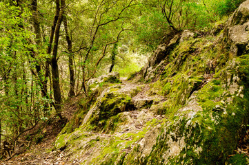 A footpath, the beautiful Valle delle Ferriere hiking trail. Amalfi, Italy. Valley of the Ferriere, Italy. The path between ferns, streams and waterfalls. 