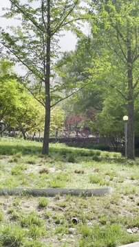 Beijing, Strong Wind, Flowers, Plants and Trees