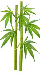 Bamboo and Cannabis Illustration