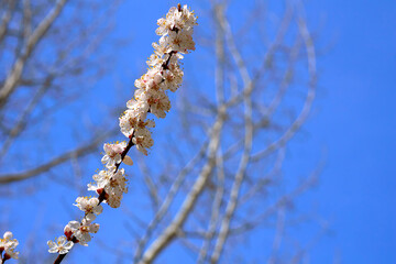 Cute white fruit spring flowers,blue sky.Tendeness,softness