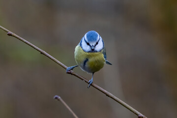 
blue tit
