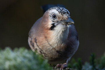 jay close up