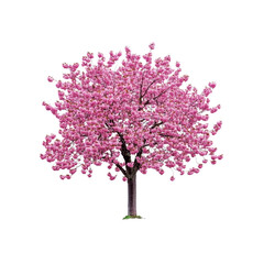 Fototapeta premium Isolated Pink Cherry Blossom Tree in Full Bloom