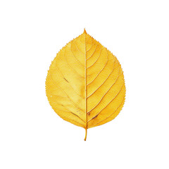 Single Golden Autumn Leaf Isolated onTransparent background