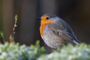 robin red breast