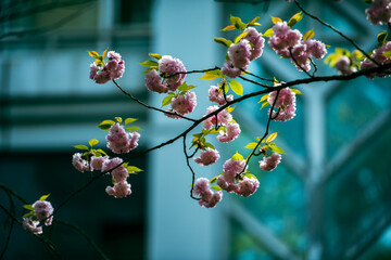 cherry blossom in spring