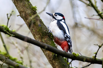 
great spotted woodpecker