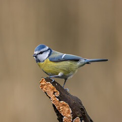 blue tit on branch
