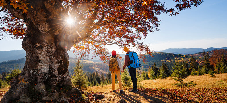 Family with backpacks stand near large lonely tree with autumn leaves. Young people is hiking in mountains.