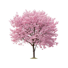 Obraz premium Full Bloom Pink Cherry Blossom Tree Isolated on Black
