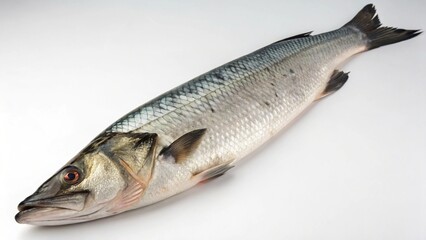 Arapaima on studio background
