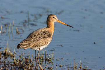 black tailed gotwit
